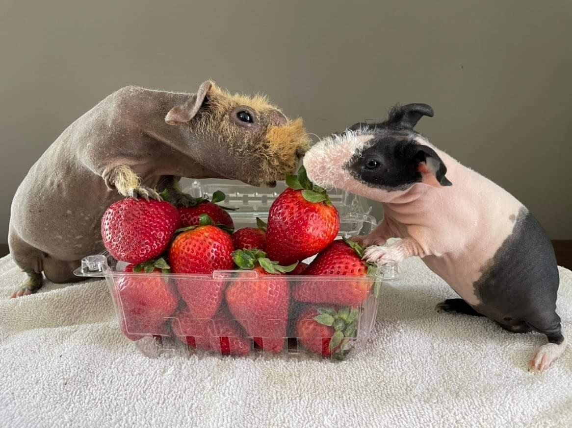 Are strawberries safe for guinea pigs best sale